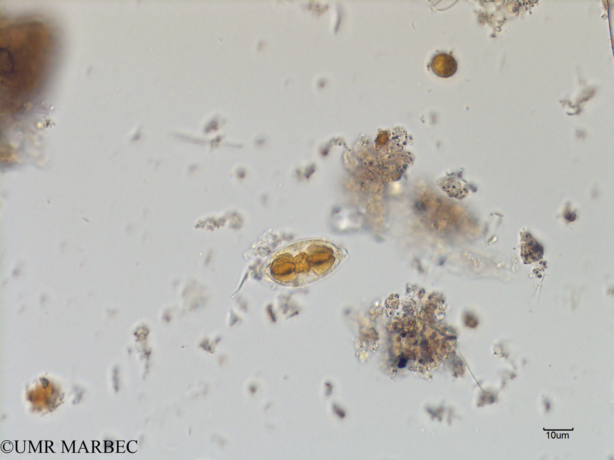 phyto/Scattered_Islands/mayotte_lagoon/SIREME May 2016/Navicula sp16 (MAY4_pennee a identifier-4).tif(copy).jpg